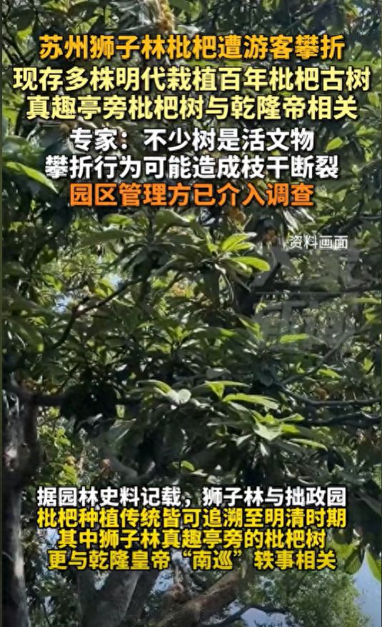 明代栽植百年枇杷古树专家：园区管理方已介